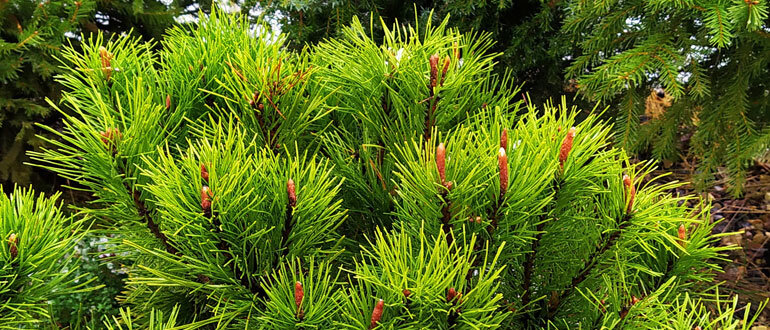 Стоит ли сажать сосны и ели на своем участке: ловим удачу или играем с судьбой?