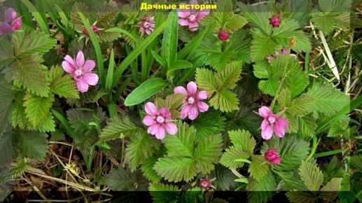 Как добиться богатого урожая княженики: секреты выращивания