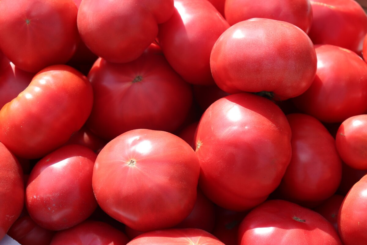 Как вырастить помидоры без лишних хлопот: секреты успешного дачника