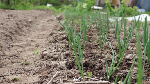 Эффективные секреты подкормки лука: максимальный урожай с минимальными затратами