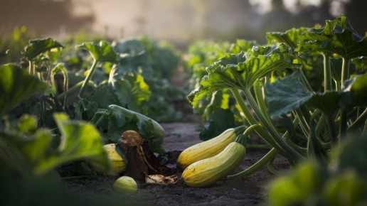 ������ ������� �� ������: ����������� ������� � ����������� �������