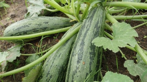 Как улучшить урожай кабачков: секреты и хитрости