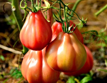 Необычные сорта томатов, которые способны удивить даже опытных садоводов