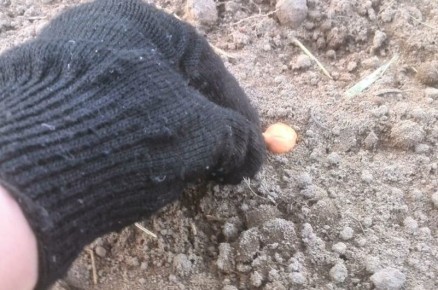 Подготовка лука-севка к зимней посадке: важные советы и сроки