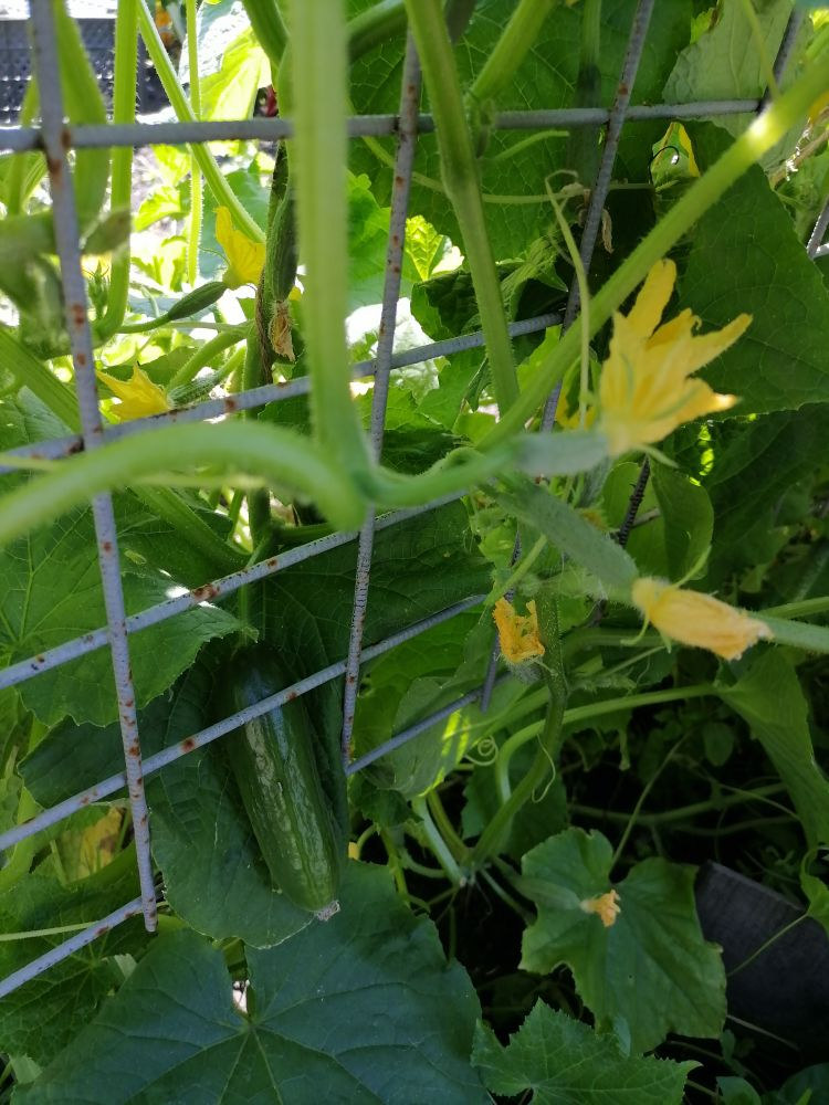 Неудачный опыт: почему огурец Бакинский разочаровал