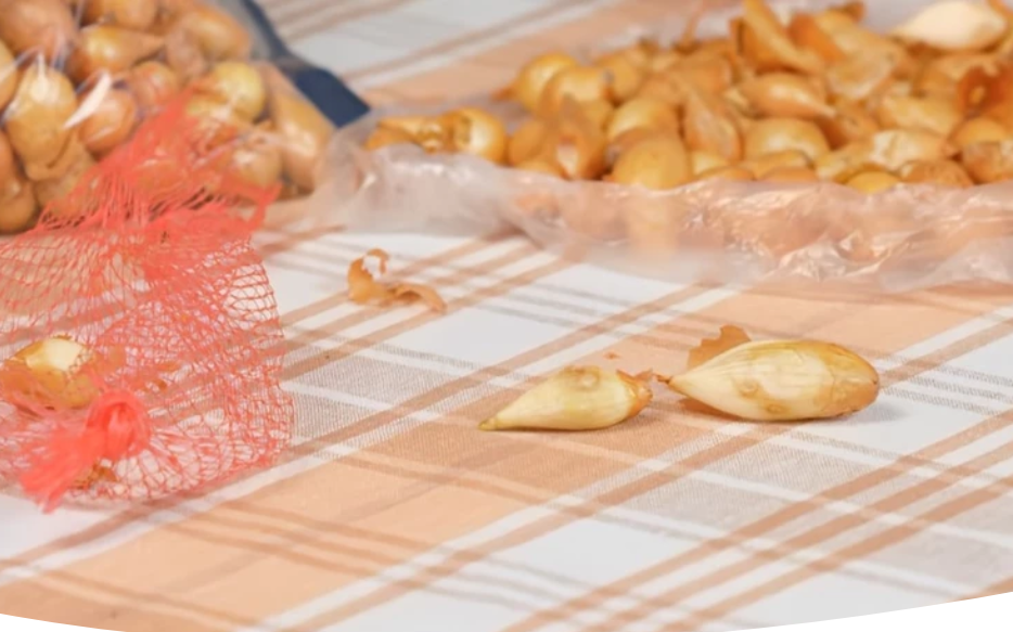 Как правильно высадить лук: секреты успешной посадки севка