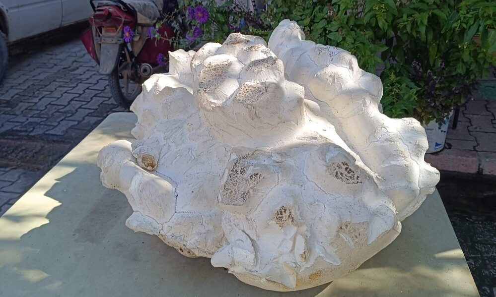 В Турции обнаружен гриб весом почти 20 килограммов