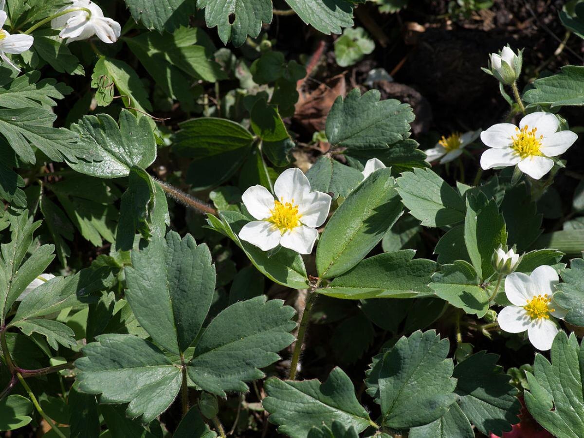 Земляничный клещ: как спасти любимые клубничные кусты от вредителей