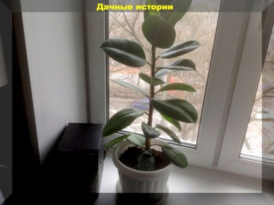 Как обеспечить фикусу комфортные условия зимой: основные советы по уходу