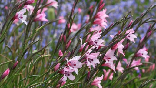 ��� �������� ������� �������� �����������: ������������ ������