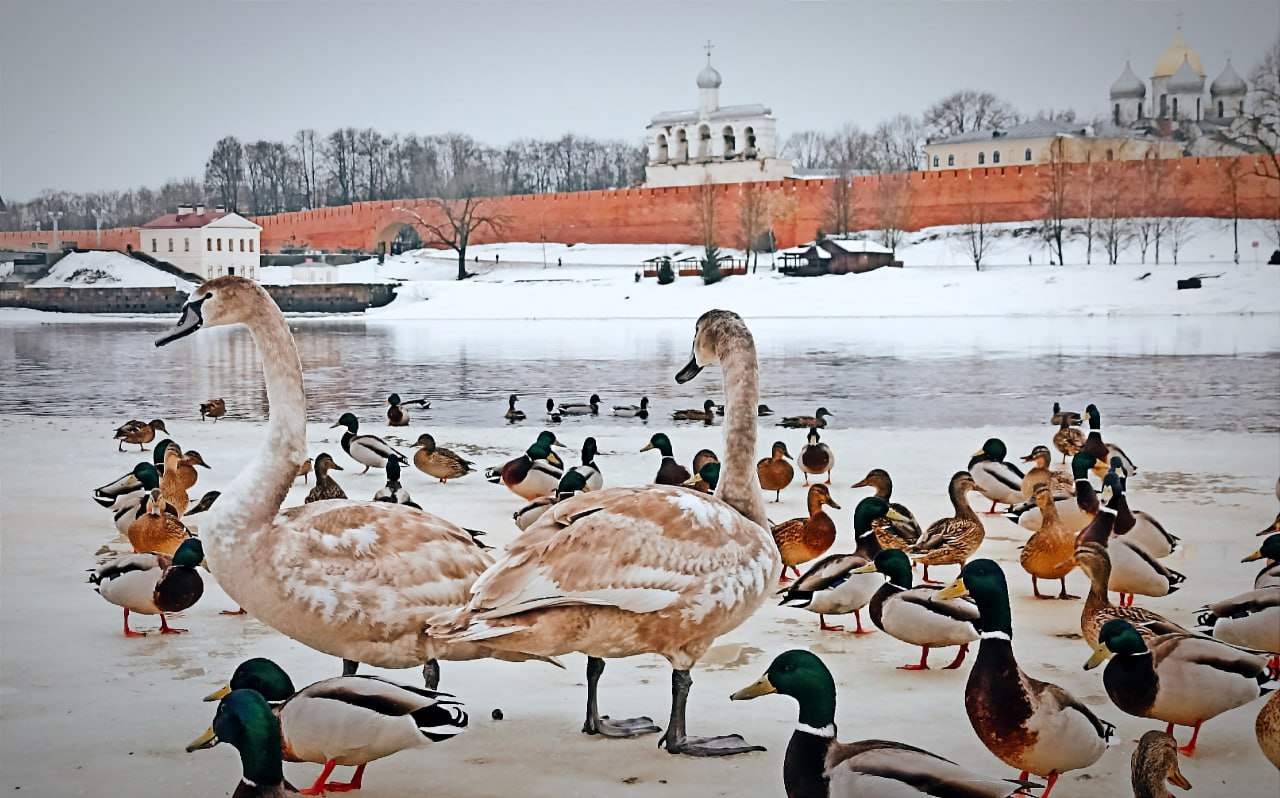 В Любытинском округе прошёл турнир по зимней рыбалке В Любытинском округе прошёл турнир по зимней рыбалке