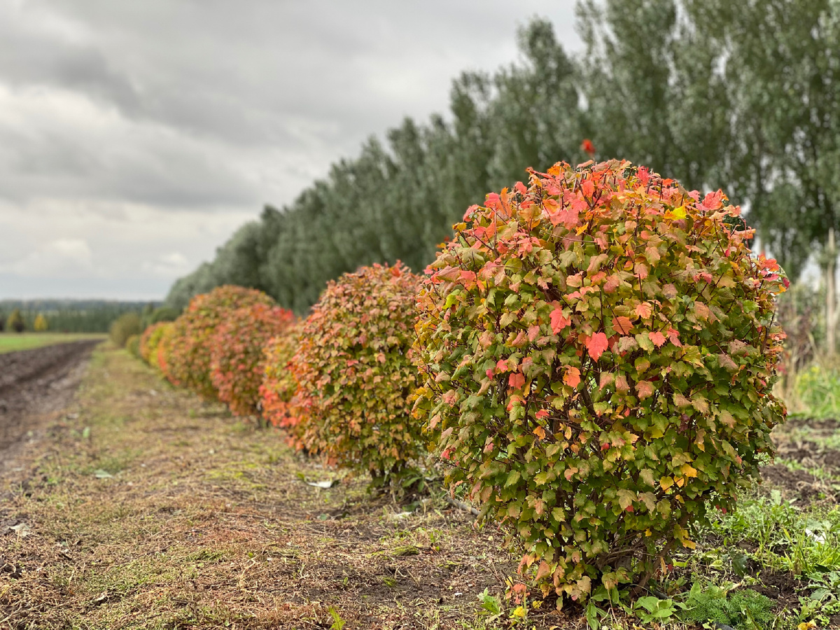 Клён Гиннала: осенний акцент, который украсит ваш сад