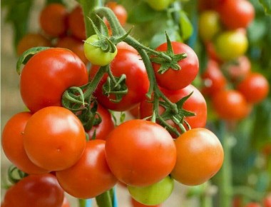 Аспирин для томатов: как добиться рекордного урожая до 19 кг с квадратного метра