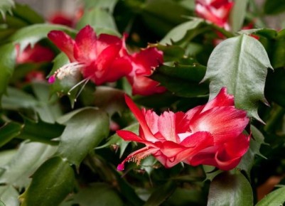 Как заставить декабриста цвести: секреты успешного ухода