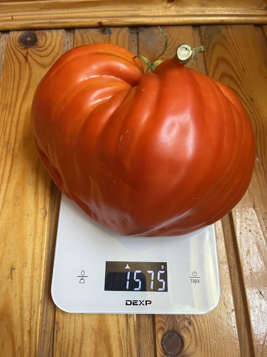 Томаты с реликвией: огромные плоды и изысканный вкус