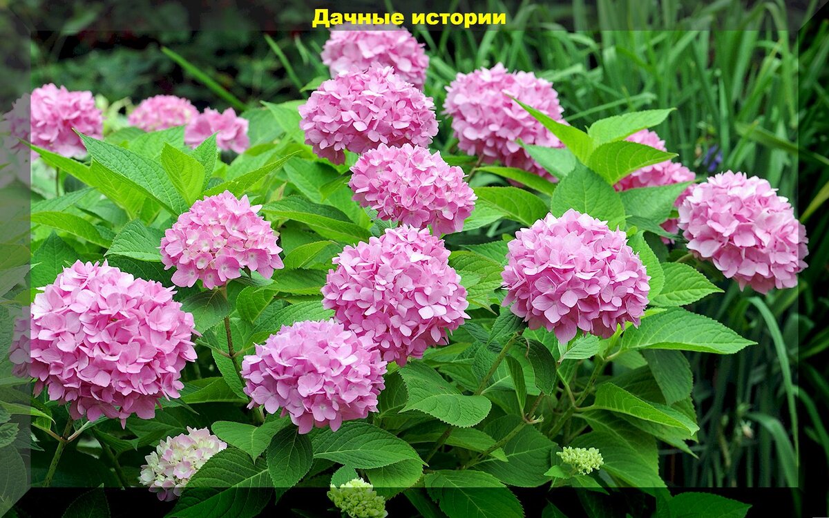 Секреты ухода за гортензиями и клематисами: как добиться пышного цветения