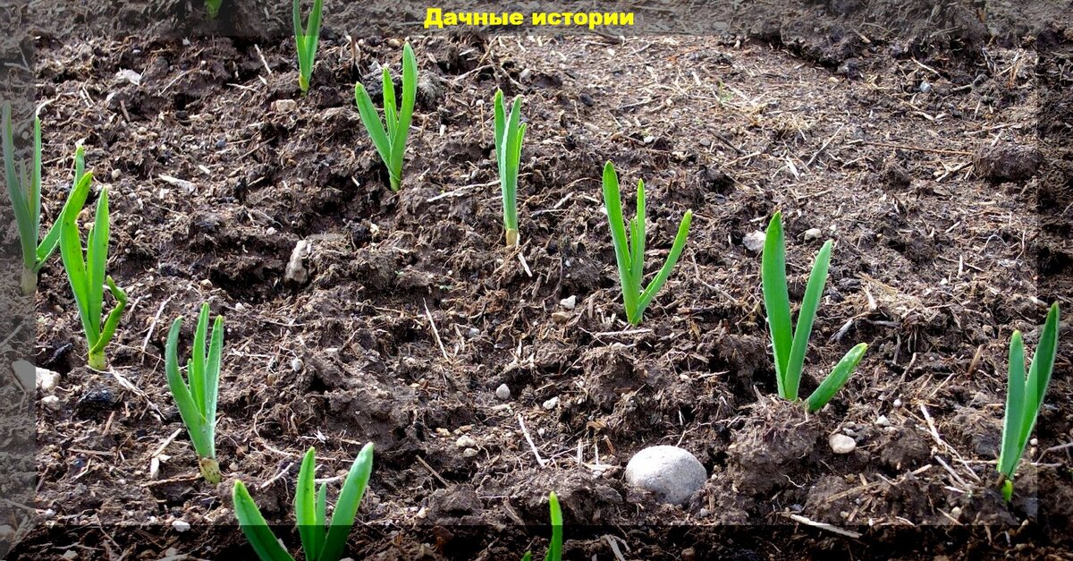 Весеннее удобрение чеснока: секреты здорового урожая