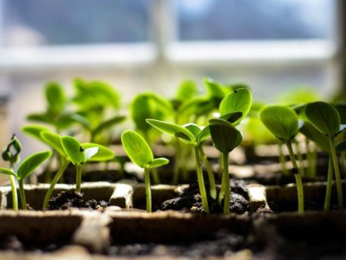 ����-������ �� �����������: ��� ������ ������� �������� ����