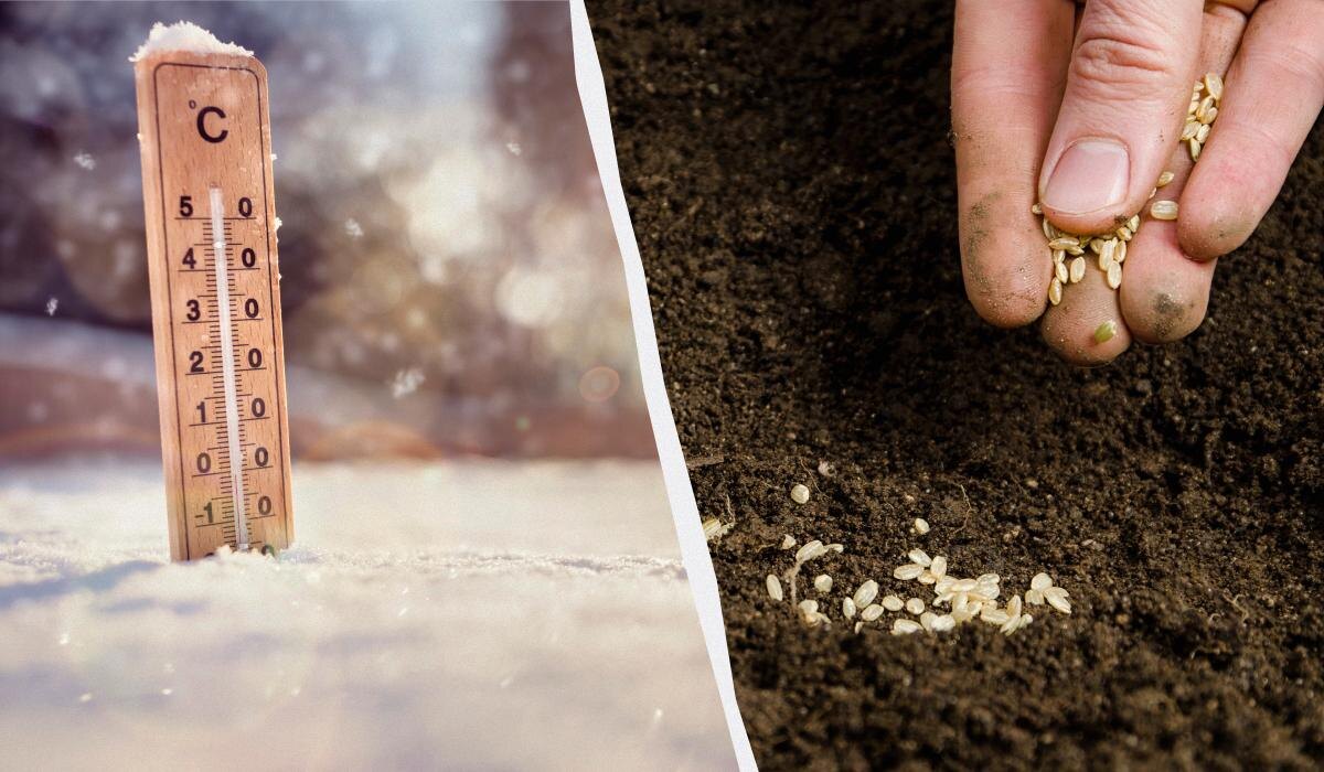 Забудьте про зиму: что сажать в феврале для успешной рассады