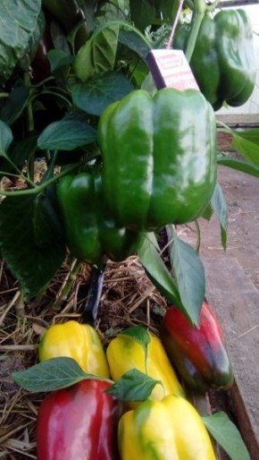 ����� ������: ��� ��������� ����� � ��������� ������ � ����������� �������