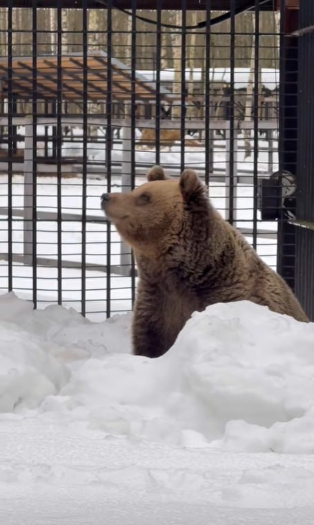 Мишки из окуловского зоопарка «Алёнушка» почувствовали весну