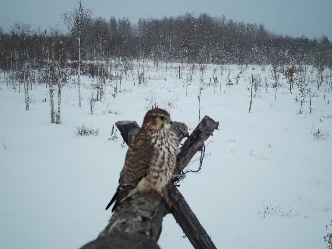 Зимний Рдейский заповедник впервые посетил дербник