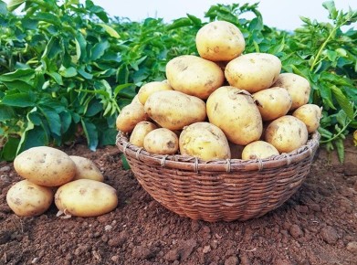 Как правильно удобрять картофель: секреты успешного урожая