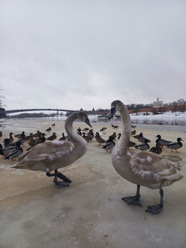 Председатель комитета охотничьего хозяйства и рыболовства Новгородской области Дмитрий Графов поделился с «53 новостями» фотографией лебедей, которых заметили на реке Волхов
