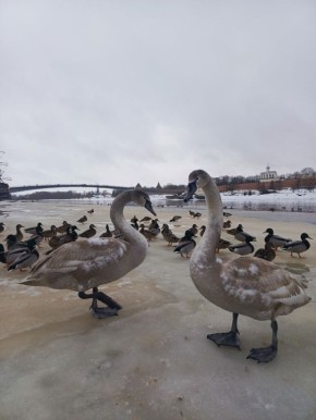 ������������ �������� ����������� ��������� � ����������� ������������ ������� ������� ������ ��������� � �53 ��������� ����������� �������, ������� �������� �� ���� ������