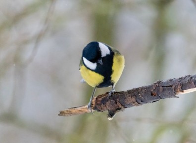 �������� ����� (� �� �����) �������� ������ �� ����� ������� ����