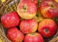 Как продлить свежесть яблок до весны