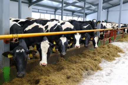 Стало известно, какие породы коров разводят в Новгородской области