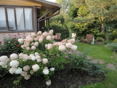 Секреты гортензий: как отличить любимые сорта-двойники