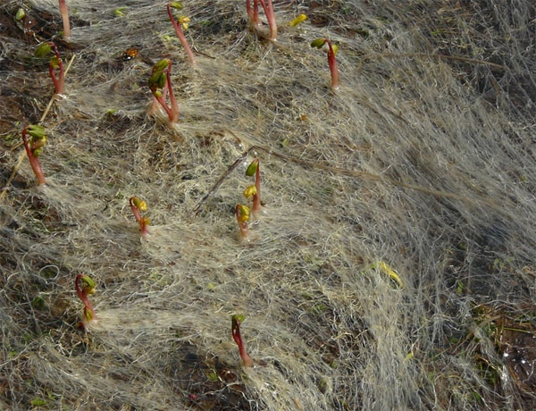 Почему хохлатка развивает снежные корни под снегом?