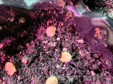 Фитоспорин: ваш надежный помощник в дачном сезоне