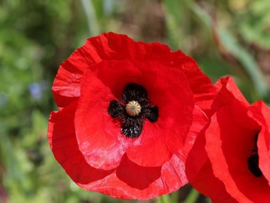 ������� ��������, �� ������� ����� ����������� ��������