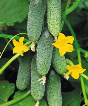 ��� ��������� ��������� �� ��������: ������� ��������� ������