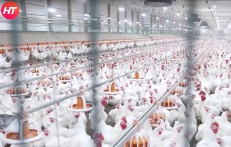 В НовГУ рассказали, чем сказка про курочку Рябу не угодила цензорам