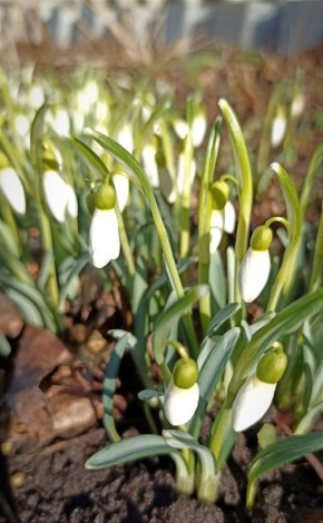 ������ ����������� ��� �����