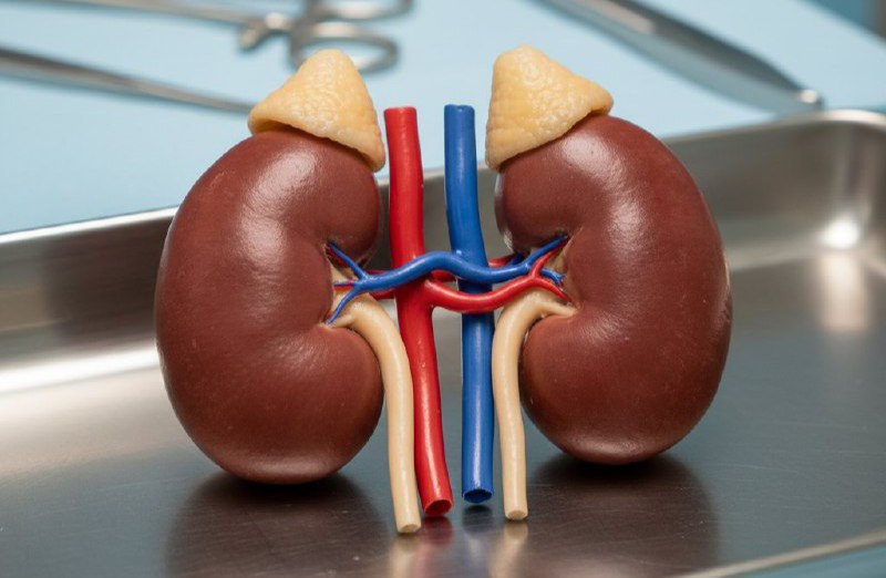 Сегодня, 12 марта, отмечается Всемирный день почки