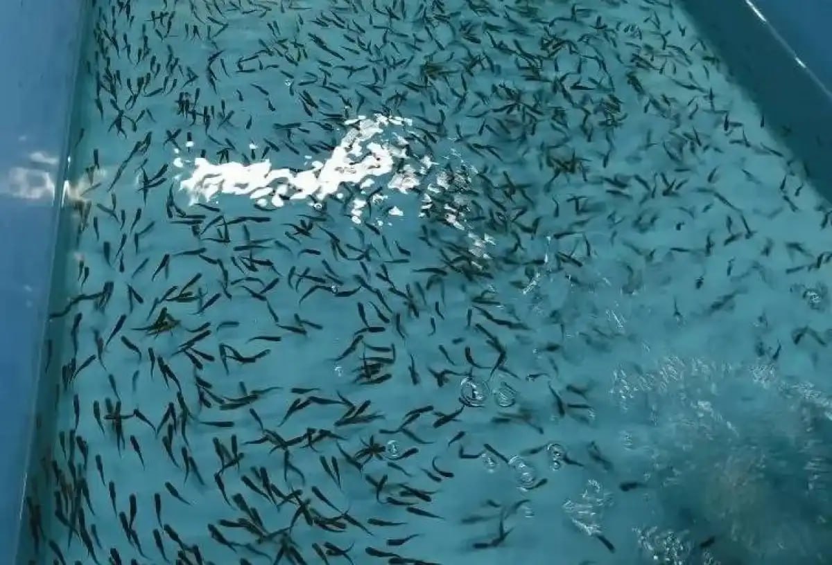 Валдайское рыбоводческое предприятие получило право экспортировать мальков форели