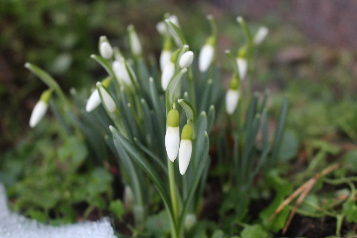 Живые цветы и поздравления к 8 марта: встречаем весну вместе