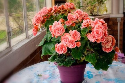 Что делать с бегонией после цветения: советы по уходу, обрезке и пробуждению