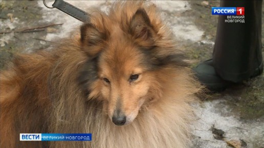 Отделение ольфакторных экспертиз экспертно-криминалистического центра УМВД России по Новгородской области получило новые специализированные модули для содержания и обслуживания собак-детекторов