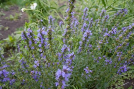 Иссоп: универсальный помощник в саду и аптечке