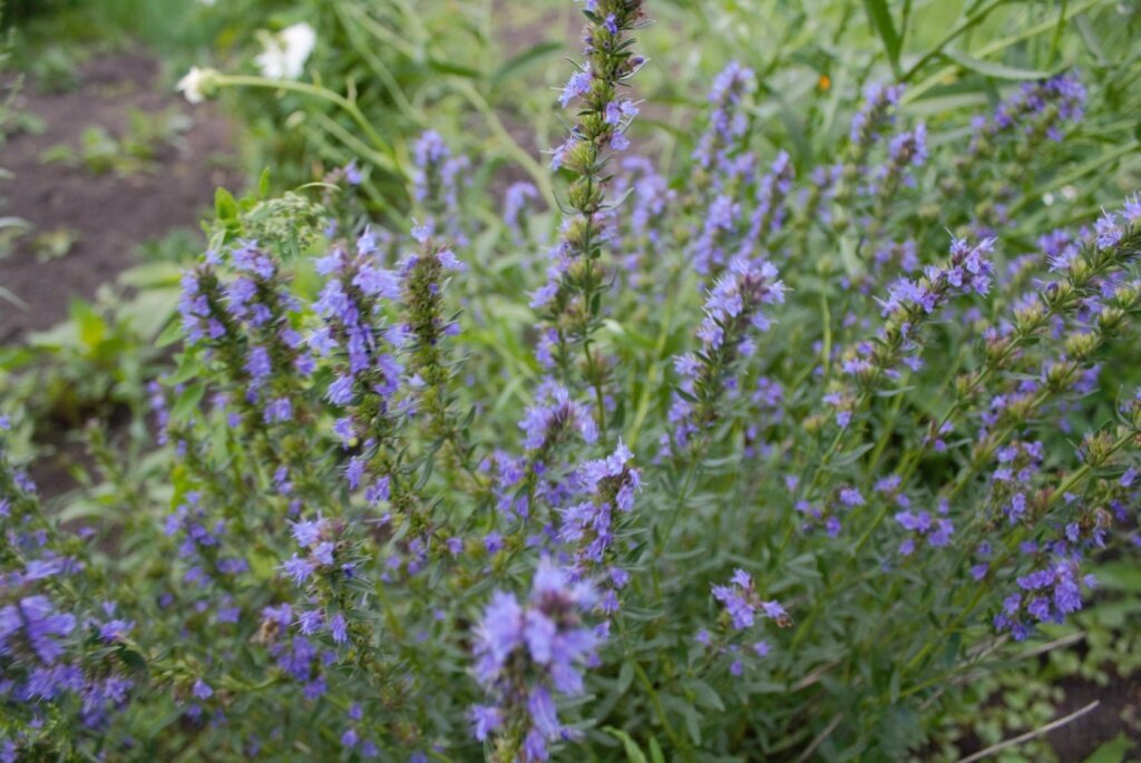 Иссоп: универсальный помощник в саду и аптечке