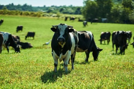 ���������������� ��������� � ������� ������������ �������������������� ��������