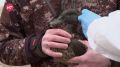Сезон охоты близко: подсадных уток в Новгородской области готовят к работе