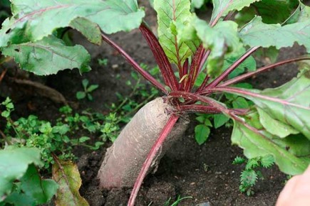 ����� ��������: ��������������� ����������� � ������� �����