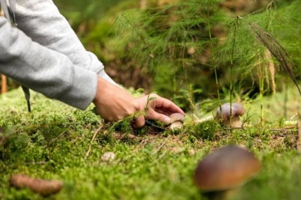 Как правильно собирать грибы: взгляд специалиста